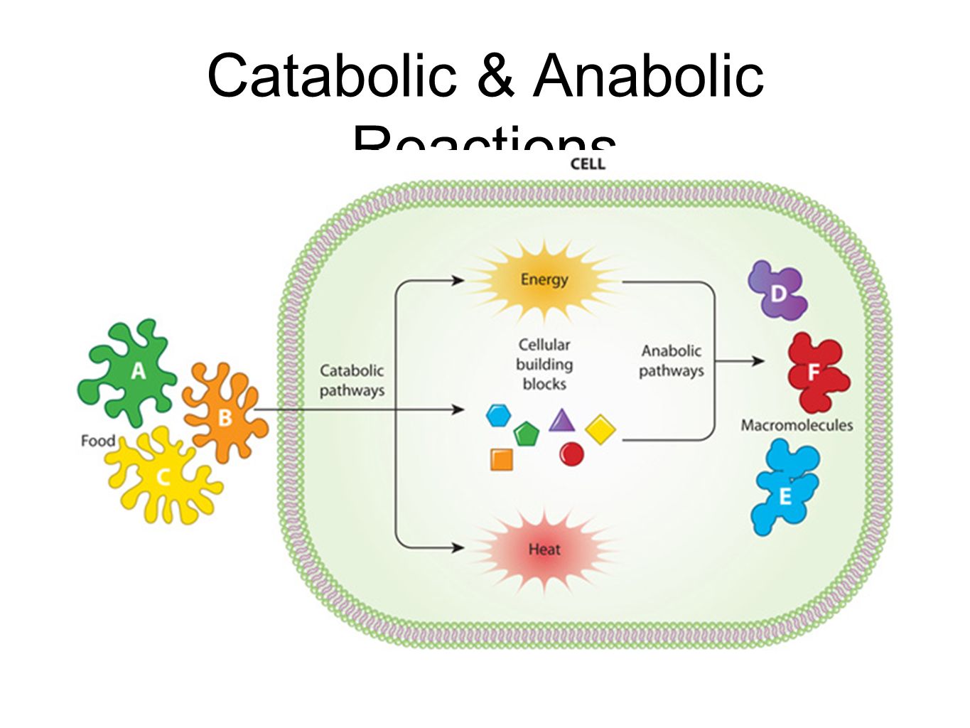 Cellular metabolic Pathways